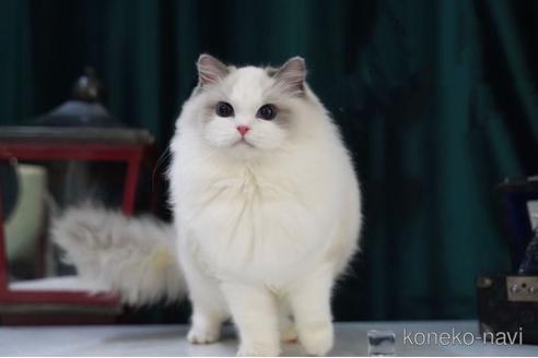 販売中のラグドールの親猫