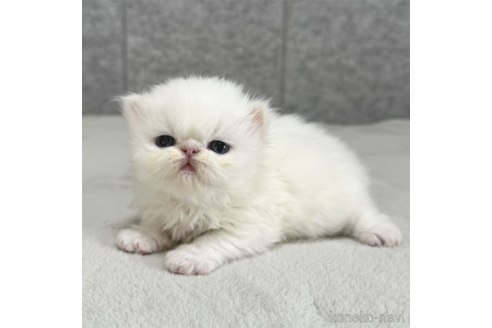 【半額】 エキゾチックショートヘアの子猫を探す（26ページ目）｜子猫 ぬいぐるみ