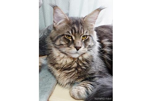 衝撃の激安コスパ・掘り出し物も 林智美ブリーダー｜子猫ブリーダーナビ ボディ・フェイスケア