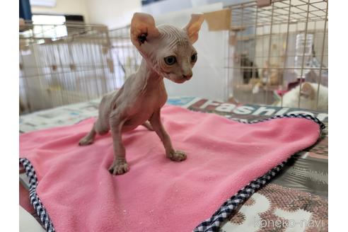 エルフキャット：品種プロフィール、特徴、飼育方法