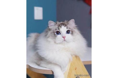 販売中のラグドールの親猫