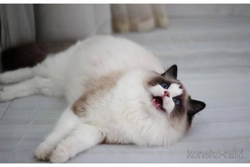 販売中のラグドールの親猫