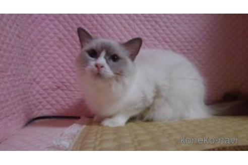 販売中のラグドールの親猫