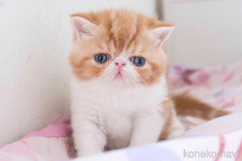 【確認用】エキゾチックショートヘア♡