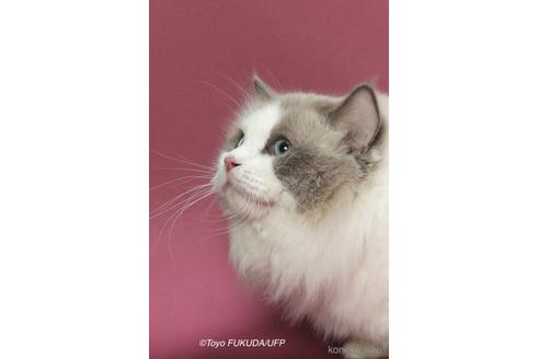 販売中のラグドールの親猫