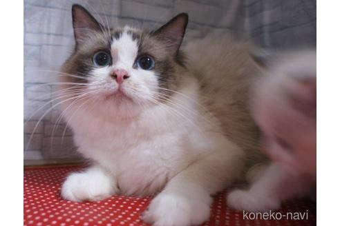 販売中のラグドールの親猫