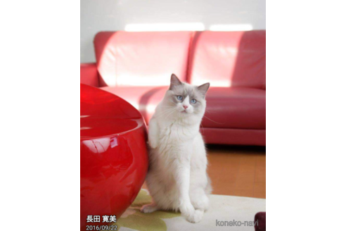販売中のラグドールの親猫