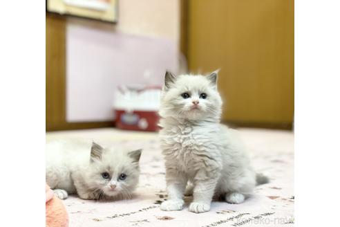 吉岡寿美子ブリーダー｜子猫ブリーダーナビ