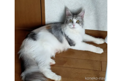 ■960166　駿河/優等ブリーダ当歳8ｃｍ前後40尾【種物】 超バリ山！美品！！１７年 ２１５⁄５５Ｒ１７ ＩＧ６０ ４本 ９分山(7.8