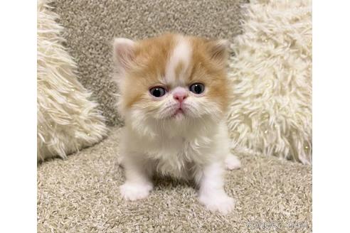 エキゾチックショートヘアの子猫を探す（26ページ目）｜子猫