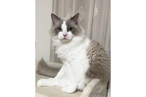 販売中のラグドールの親猫