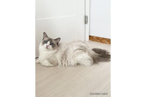 販売中のラグドールの親猫