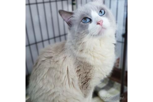 販売中のラグドールの親猫