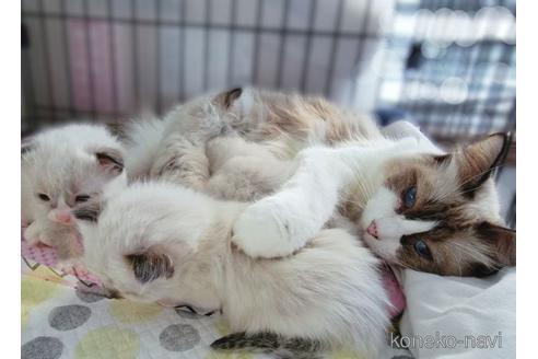 販売中のラグドールの親猫