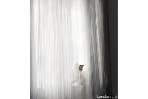 田中ゆかりブリーダーの詳細