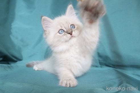 正規品♡ベビモコCAT上下セット♡オフホワイト　サイベリアン 正規品♡ベビモコCAT上下セット♡オフホワイト サイベリアン