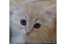 田村憲之ブリーダー
