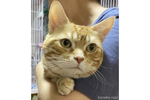 販売中のアメリカンショートヘアの親猫