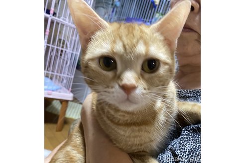 販売中のアメリカンショートヘアの親猫