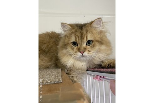 販売中のペルシャの親猫