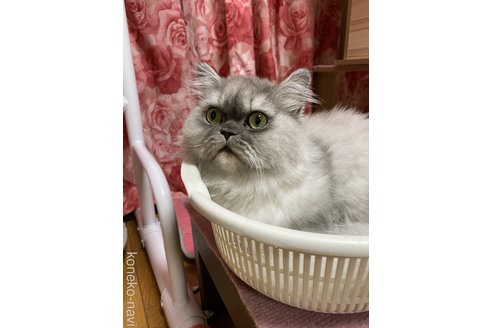 販売中のペルシャの親猫