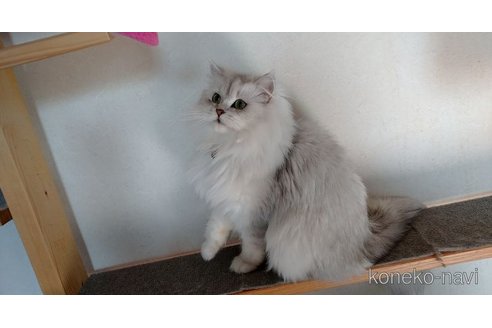 販売中のペルシャ(チンチラ)の親猫