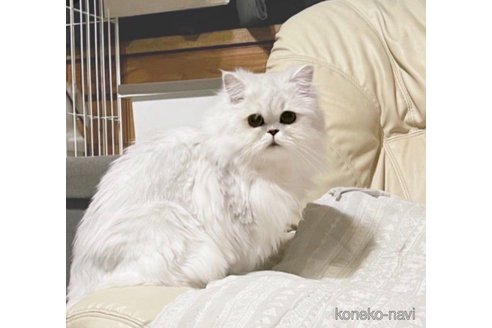 販売中のペルシャ(チンチラ)の親猫