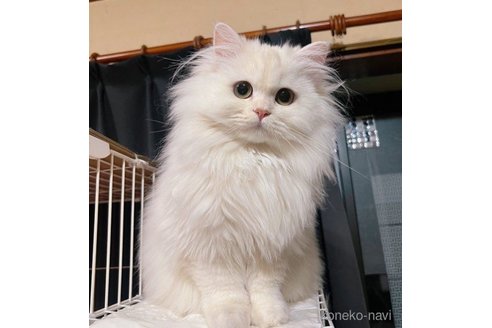 販売中のミヌエットの親猫