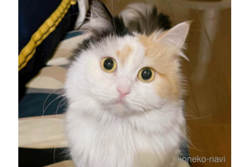 販売中のミヌエット(短足)の親猫
