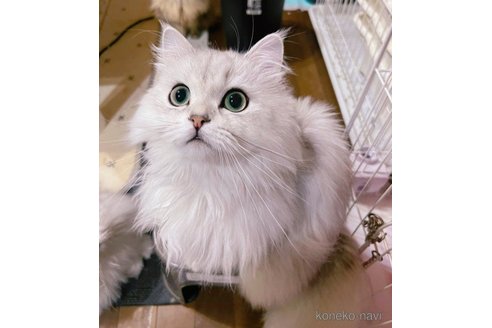 販売中のペルシャ(チンチラ)の親猫