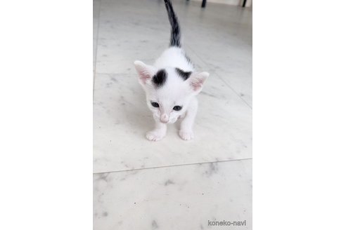 ダイヤモンド瞳のカオマニー大福猫'メオーマハーラップ' 招く富