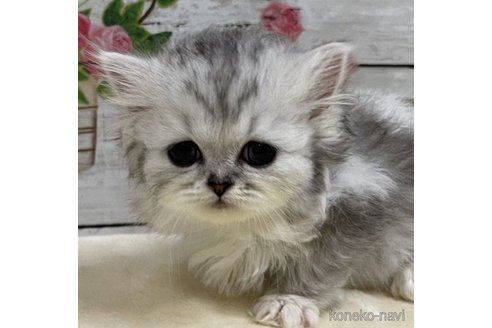 ミヌエット(短足)の子猫を探す（8ページ目）｜子猫ブリーダーナビ