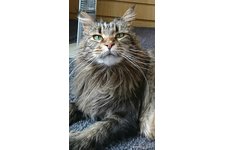 高瀨景子ブリーダー