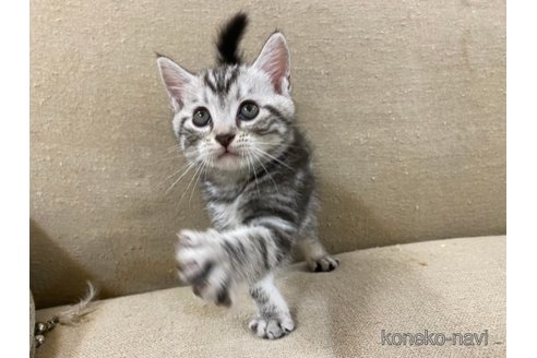 トチコウブリーダーの詳細の1枚目