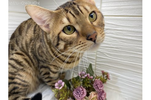 勅使川原里沙子ブリーダーの詳細