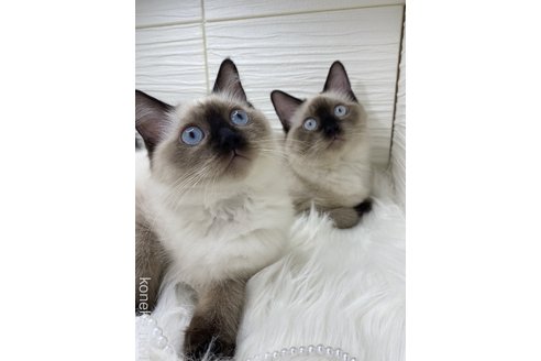 勅使川原里沙子ブリーダーの詳細