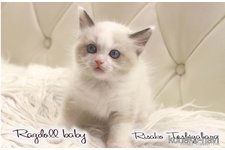 勅使川原里沙子ブリーダー