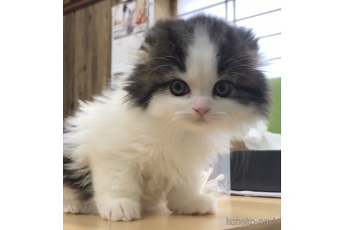 佐藤普次ブリーダーの詳細の1枚目