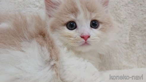 ミヌエット(短足)のブリーダーを探す｜子猫ブリーダーナビ