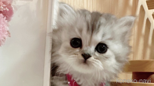 ミヌエット(短足)の子猫を探す（377ページ目）｜子猫ブリーダーナビ