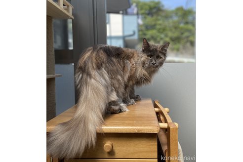 販売中のメインクーンの親猫