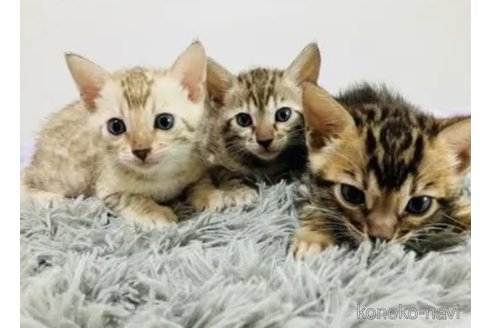 市川綾ブリーダー｜子猫ブリーダーナビ