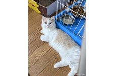 吉川典子ブリーダー