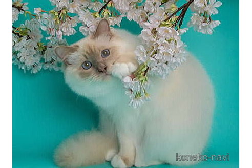 平岡千佳ブリーダーの詳細の1枚目