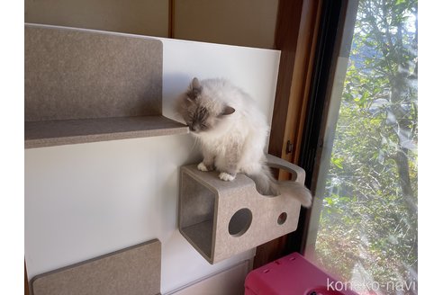 平岡千佳ブリーダーの詳細