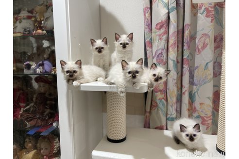 平岡千佳ブリーダーの詳細