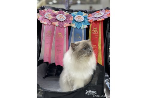 平岡千佳ブリーダーの詳細