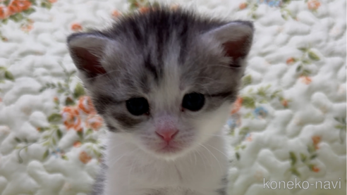 ミヌエットの子猫を探す（78ページ目）｜子猫ブリーダーナビ