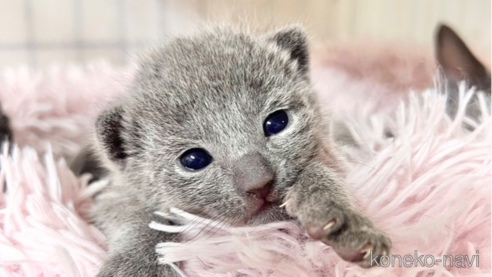 東京都でロシアンブルーの子猫を探す（27ページ目）｜子猫