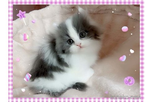 ミヌエットの子猫を探す（78ページ目）｜子猫ブリーダーナビ